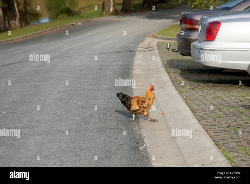 France - chicken road 2